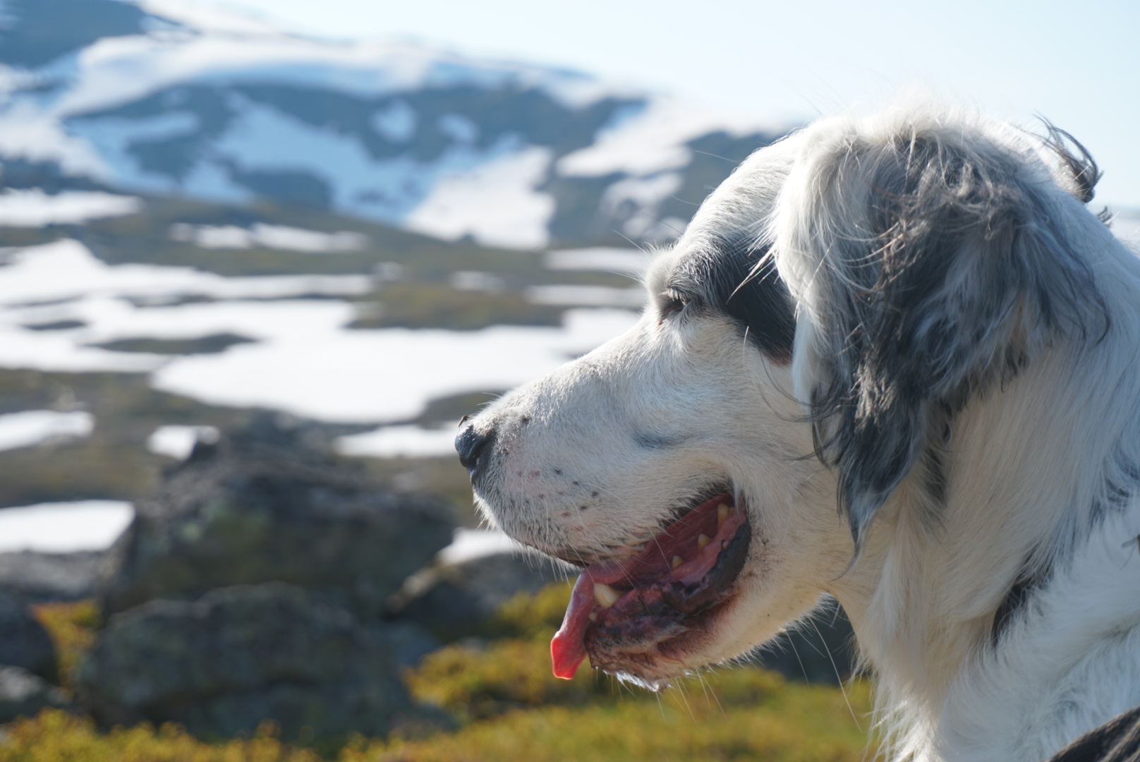 Ozzie älskar fjällen.