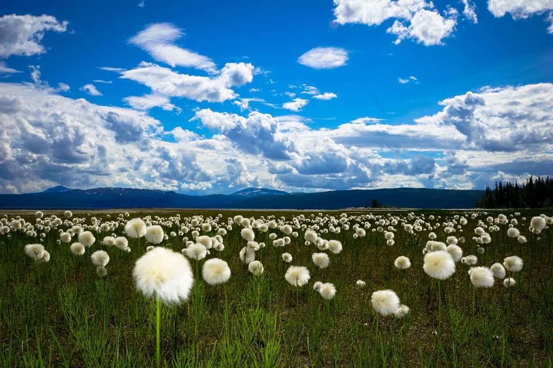 Magiskt -Polarull i juni vid Stora Blåsjön.