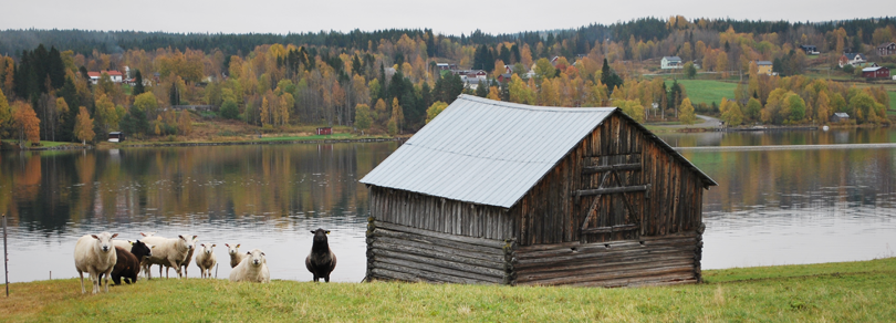 Får vid sjö