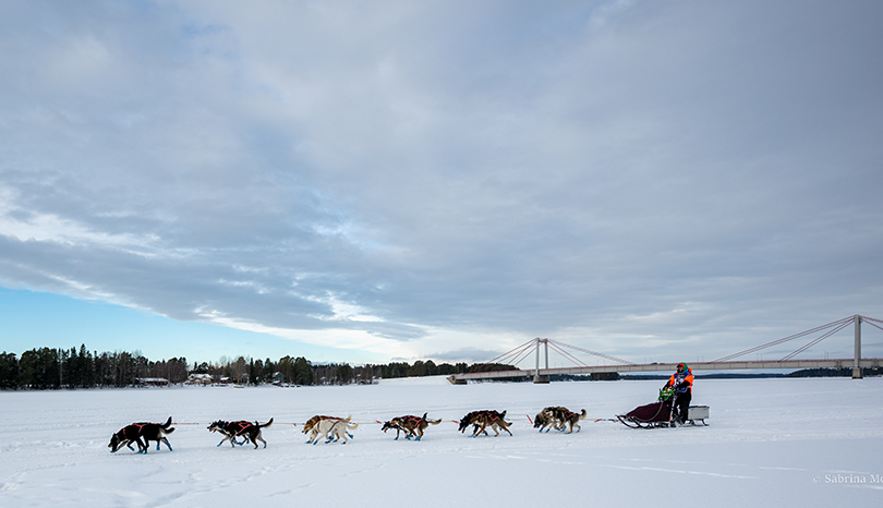 Slädhundsekipage, Strömsundsbron i bakgrunden.